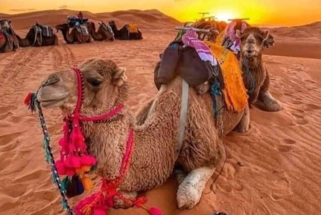 8 days Fez desert and Marrakech